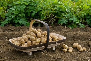 Дядо ми и аз на нивата с картофите